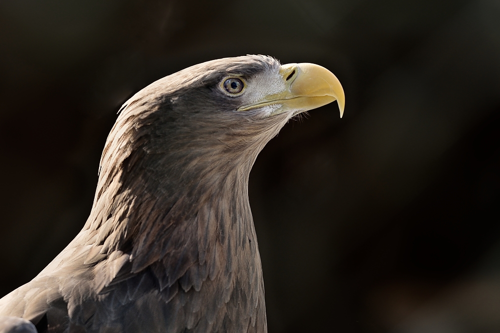 Portrait vom Seeadler