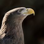 Portrait vom Seeadler