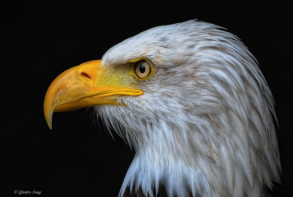 Portrait vom Weißkopfseeadler