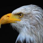 Portrait vom Weißkopfseeadler