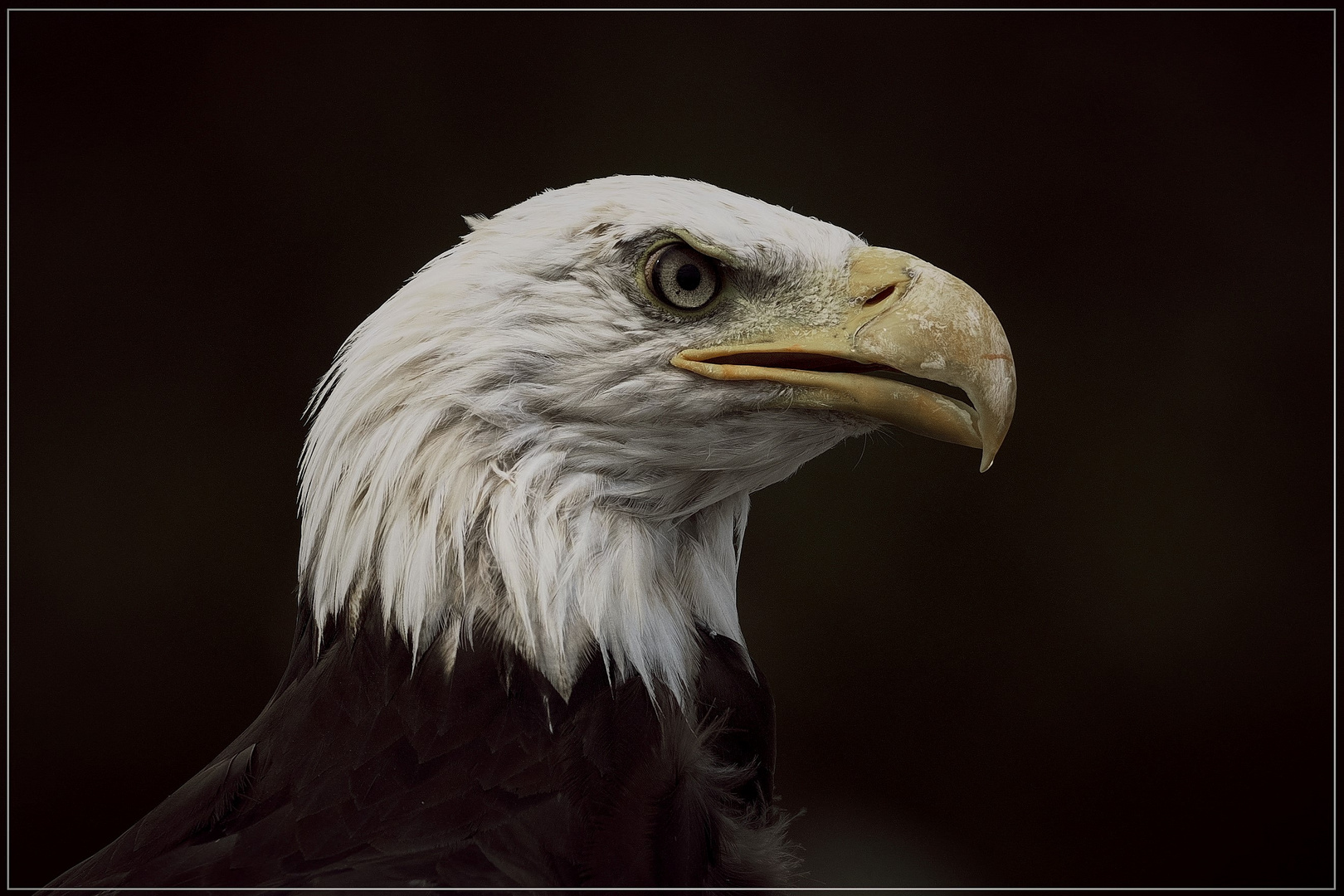 Portrait vom Weißkopfseeadler