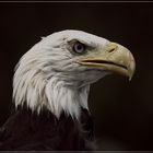 Portrait vom Weißkopfseeadler