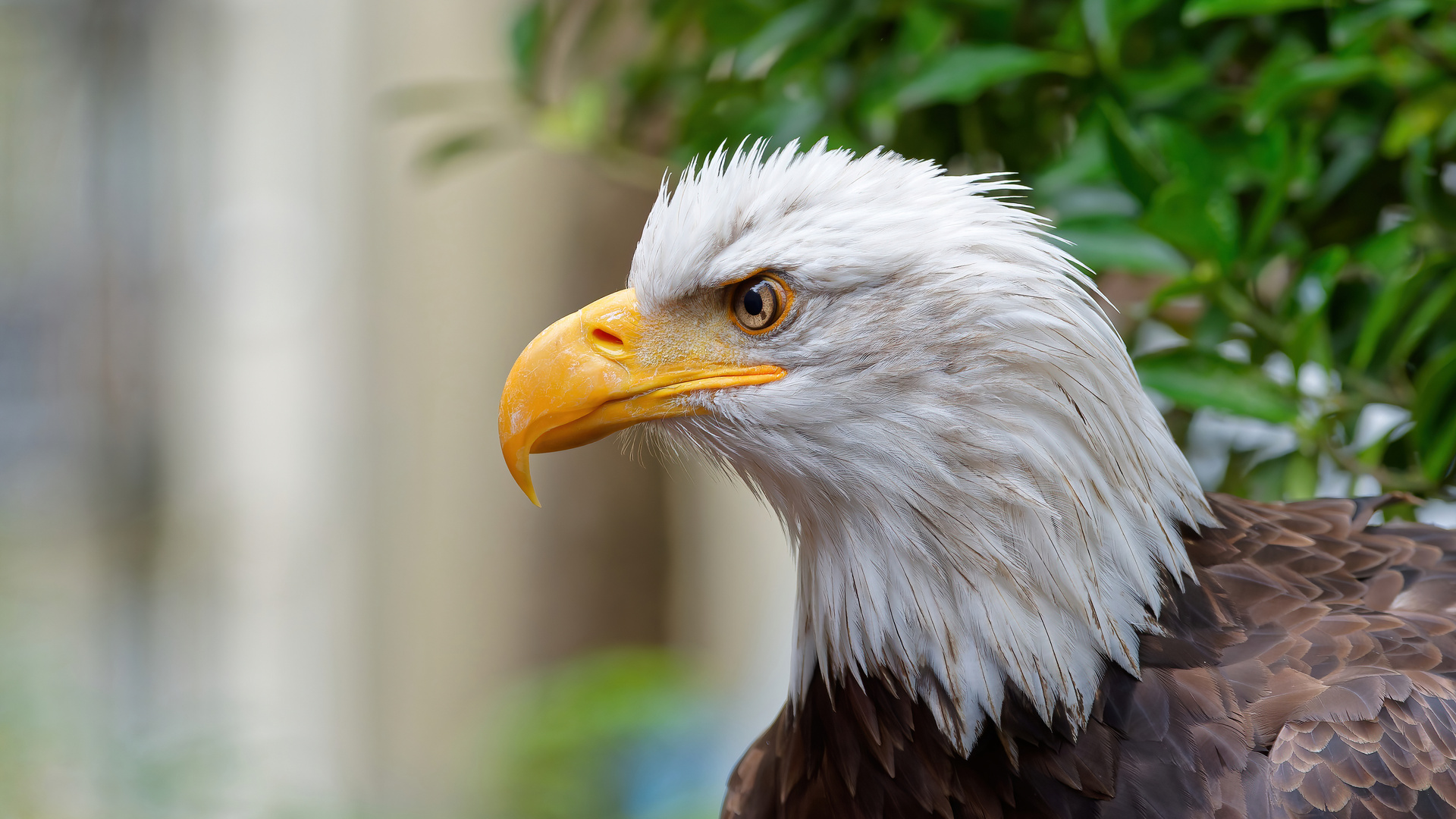 Portrait vom Weißkopfseeadler