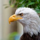 Portrait vom Weißkopfseeadler