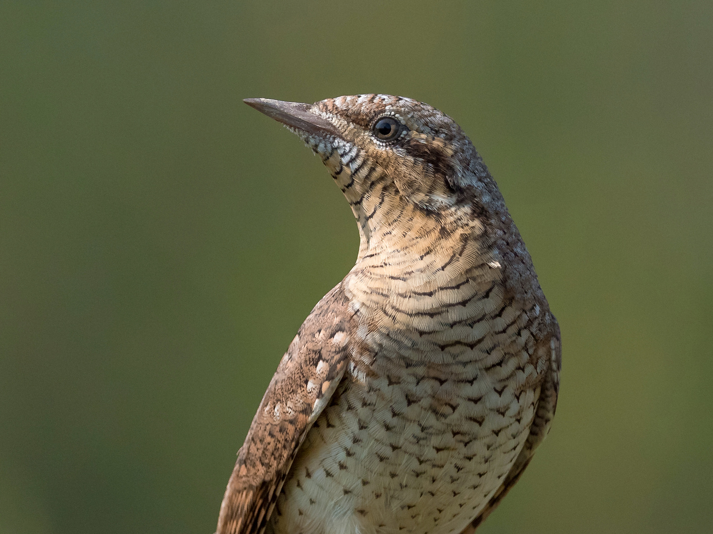 Portrait vom Wendehals