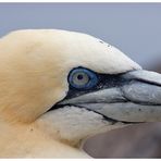 Portrait von Bass Rock