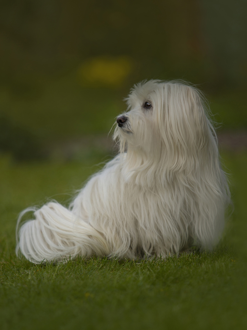 Portrait von Bonito