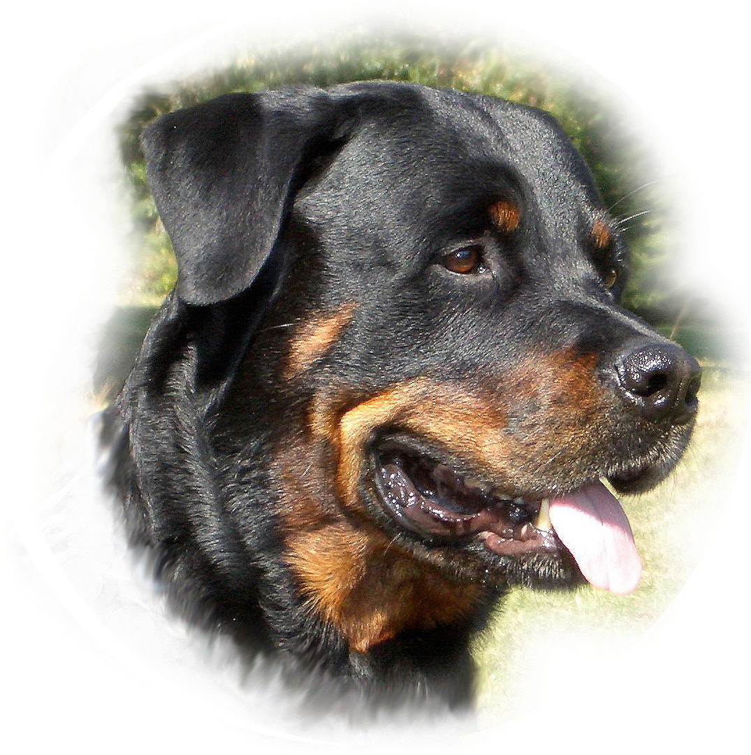 Portrait von Cooper, unserem 1. Rotti