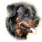 Portrait von Cooper, unserem 1. Rotti