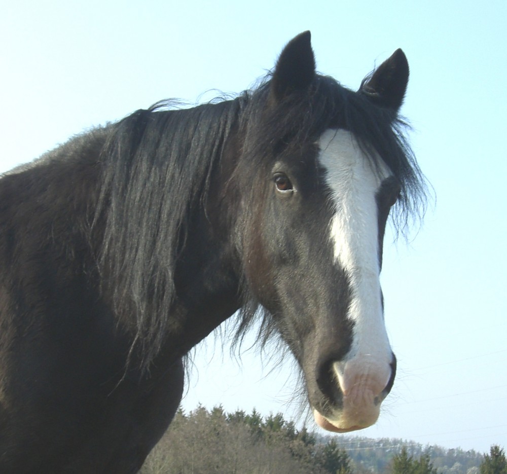 Portrait von Corry