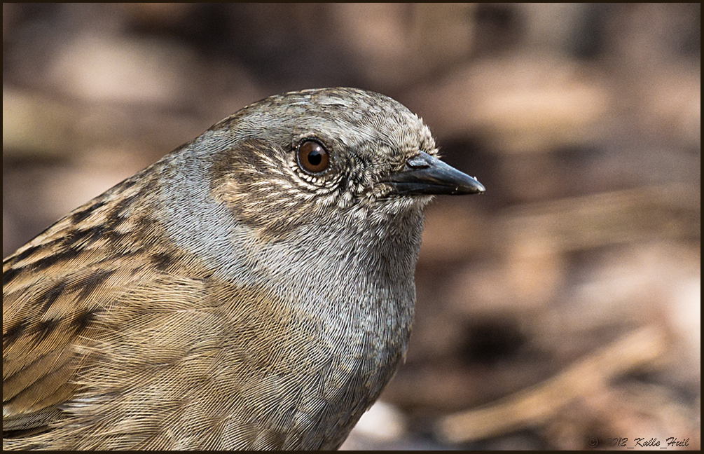 ...Portrait von der Heckenbraunelle...