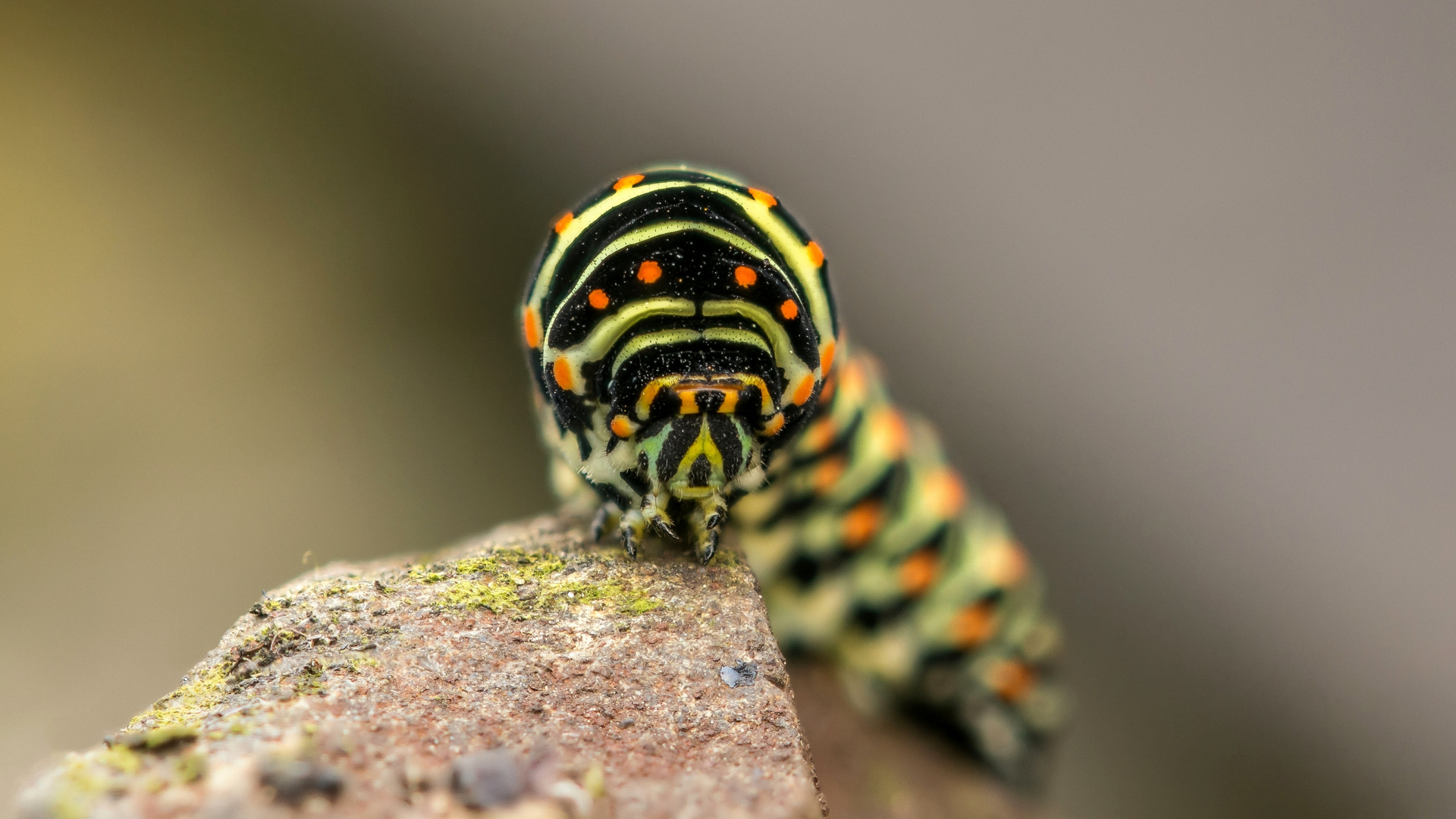 Portrait von der Schwalbenschwanzraupe