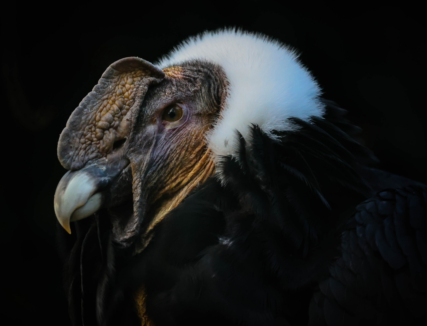 Portrait von einem Andenkondor