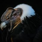 Portrait von einem Andenkondor