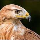 Portrait von einem Bussard