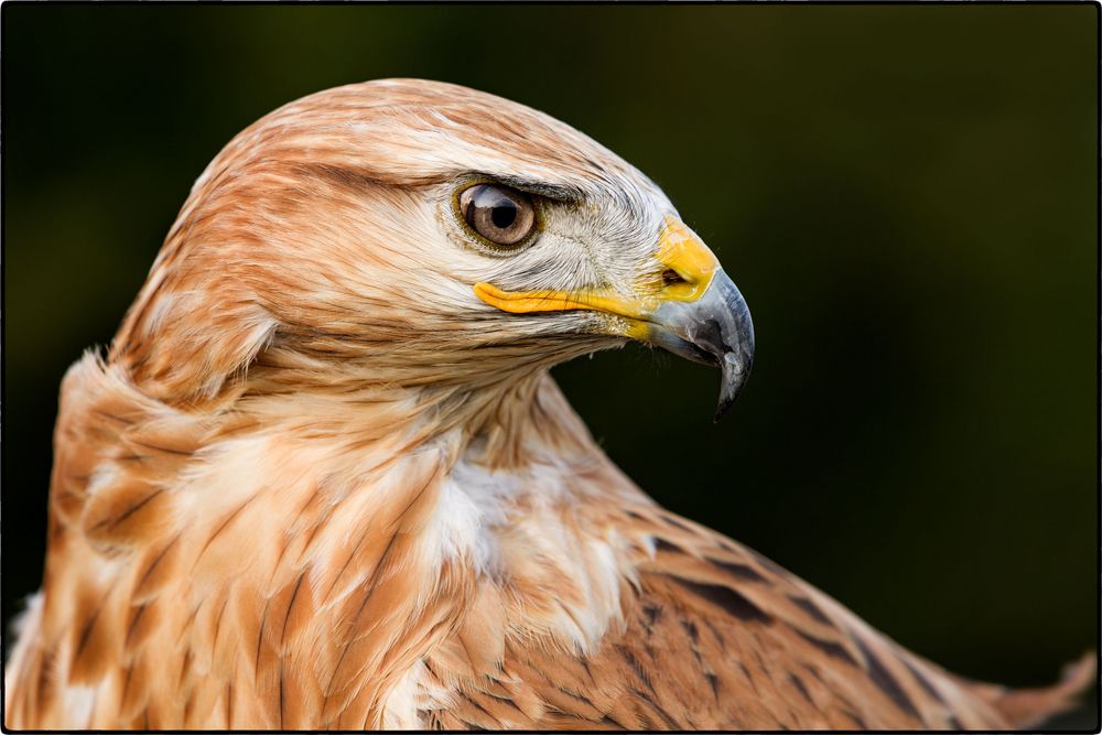 Portrait von einem Bussard