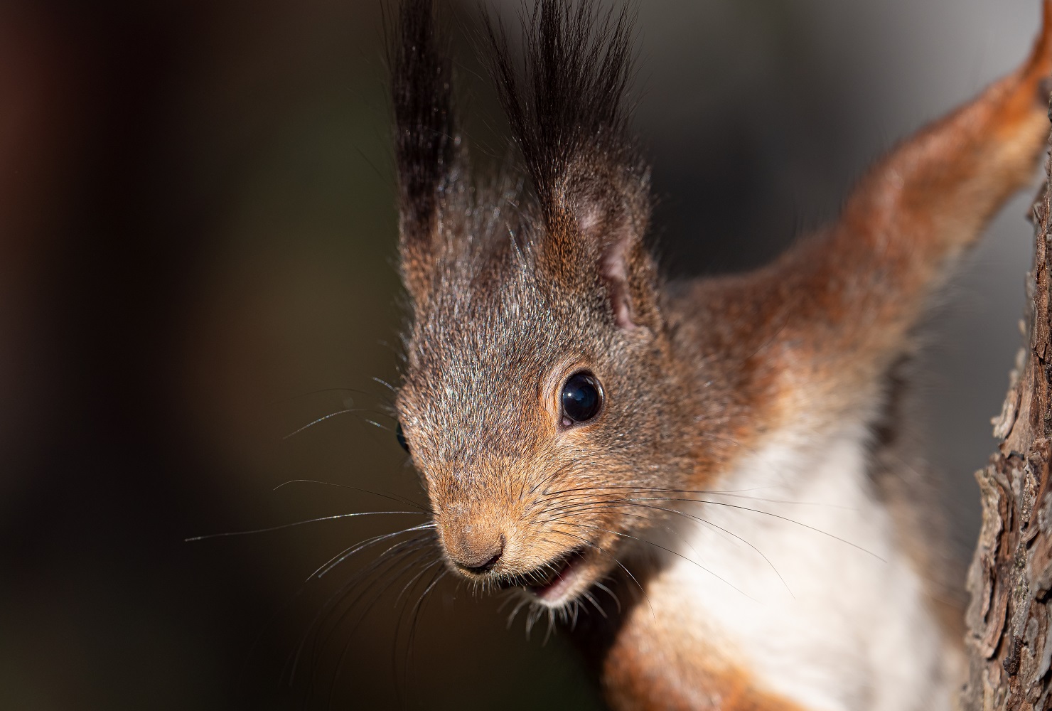 Portrait von einem Eichhörnchen