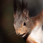 Portrait von einem Eichhörnchen