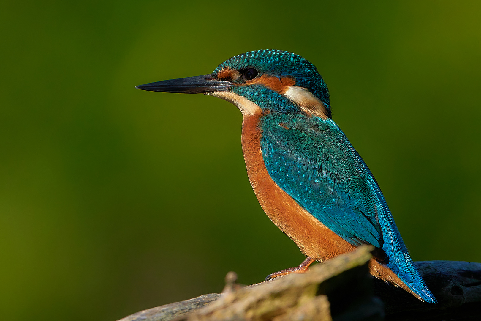 Portrait von einem Eisvogel in leuchtenden Farben...