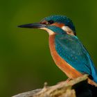 Portrait von einem Eisvogel in leuchtenden Farben...