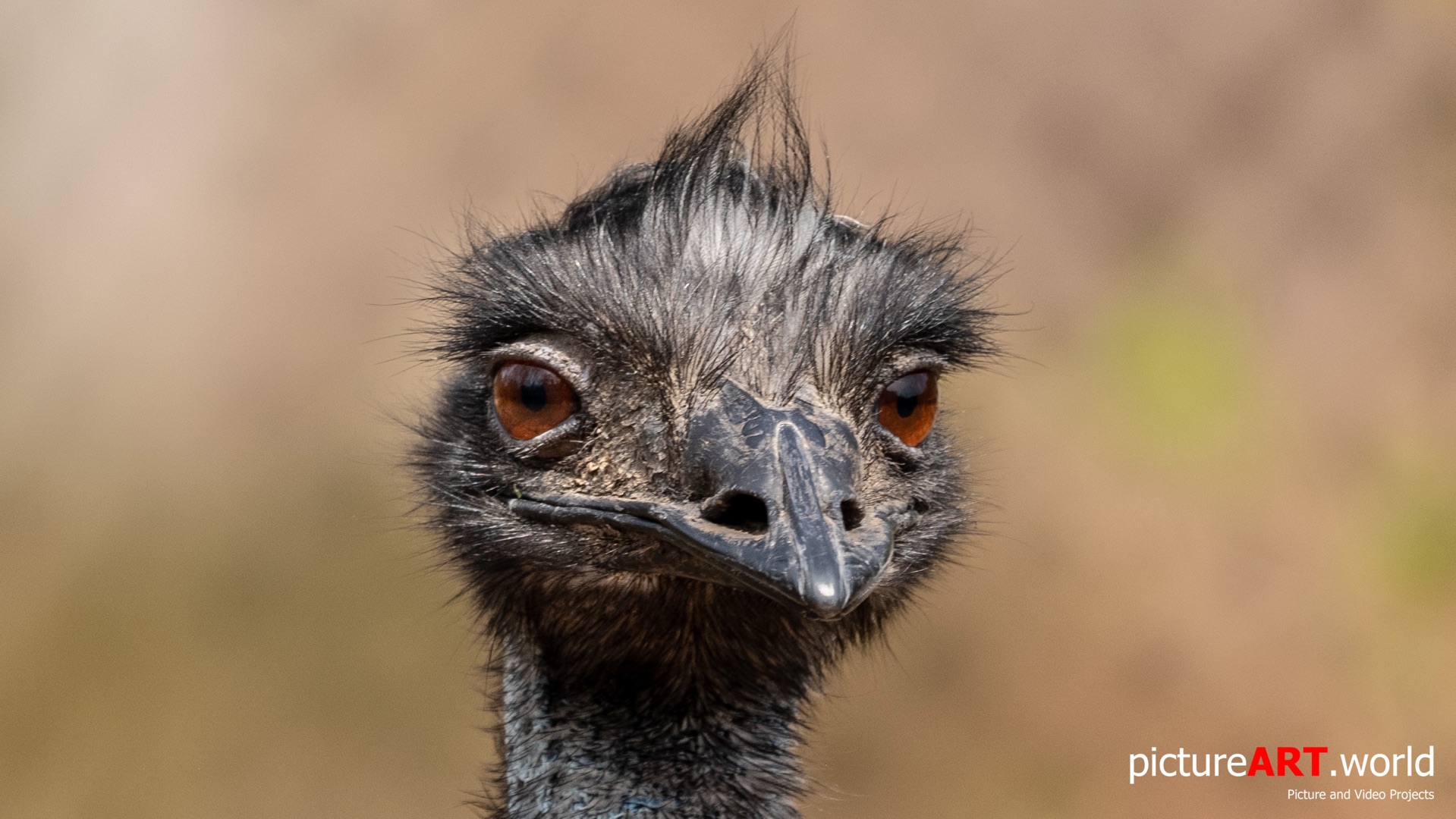 Portrait von einem EMU