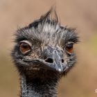 Portrait von einem EMU