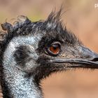 Portrait von einem EMU