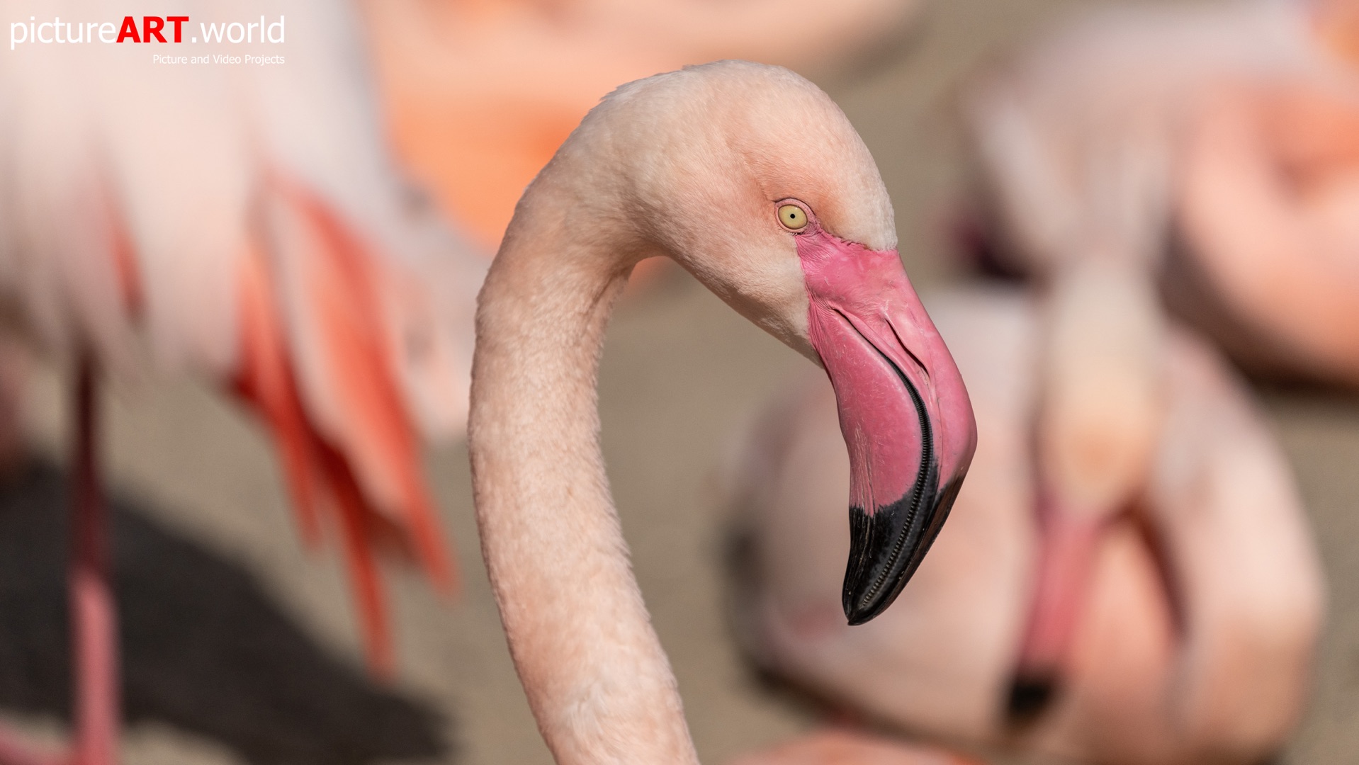 Portrait von einem Flamingo