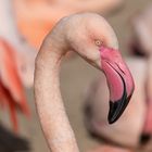 Portrait von einem Flamingo
