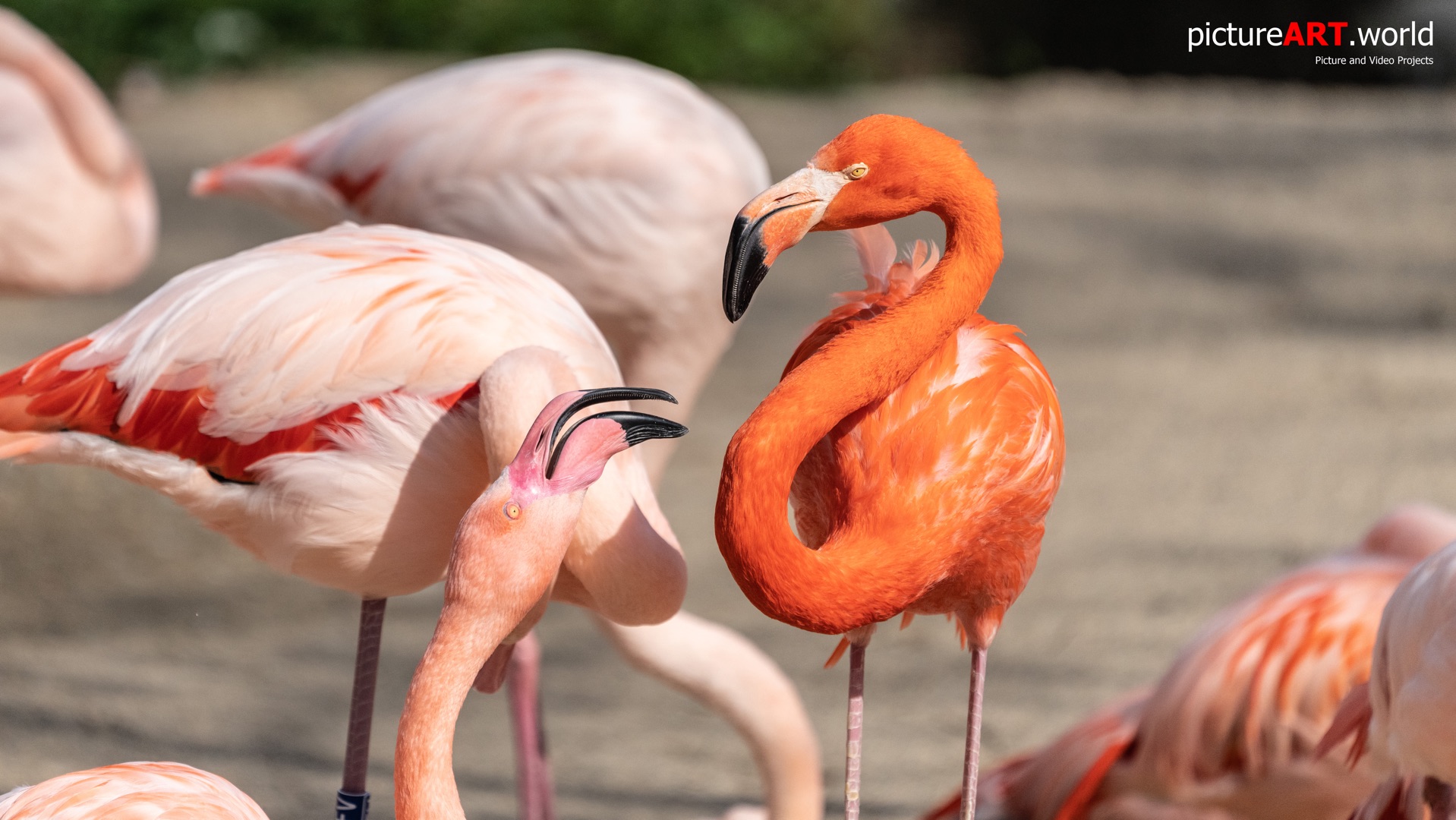 Portrait von einem Flamingo