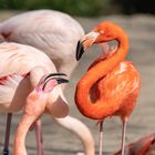 Portrait von einem Flamingo