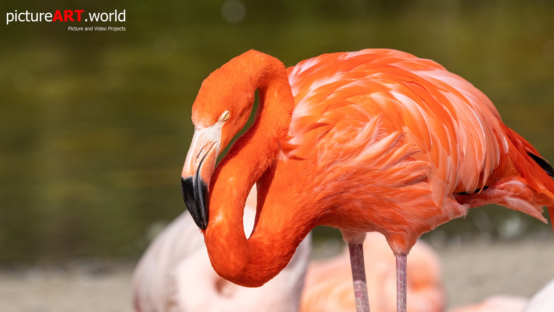 Portrait von einem Flamingo