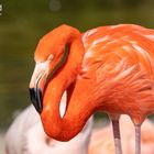 Portrait von einem Flamingo