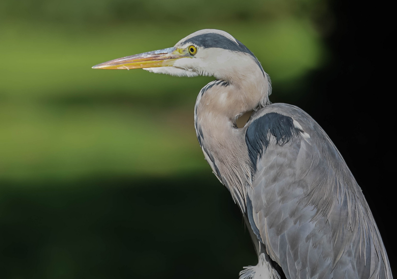 Portrait von einem Graureiher