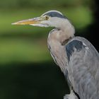 Portrait von einem Graureiher