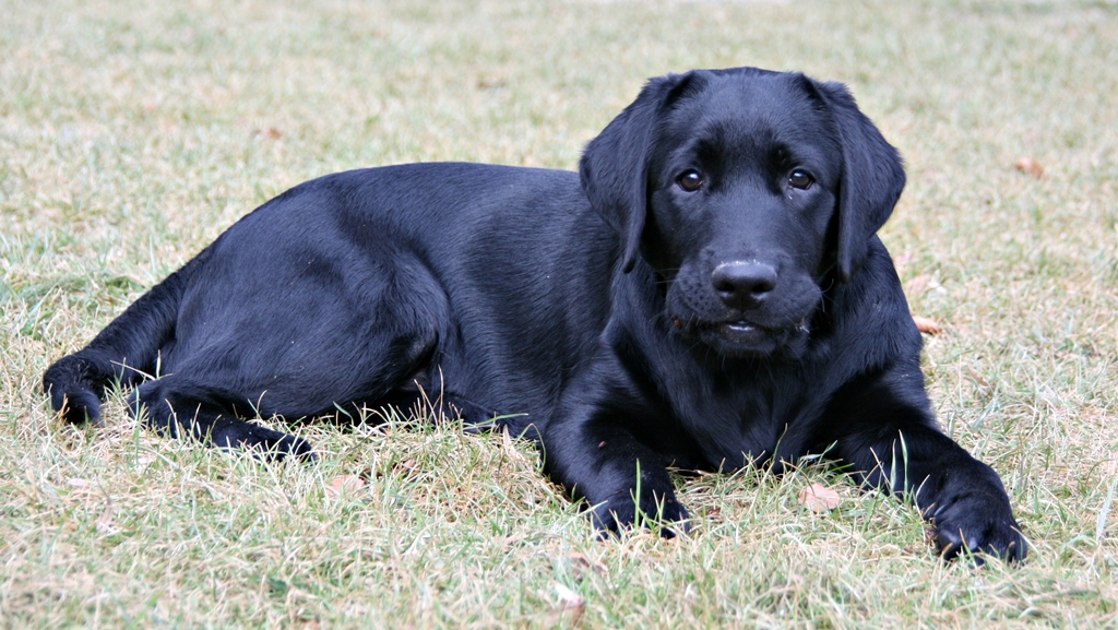 Portrait von einem Hund