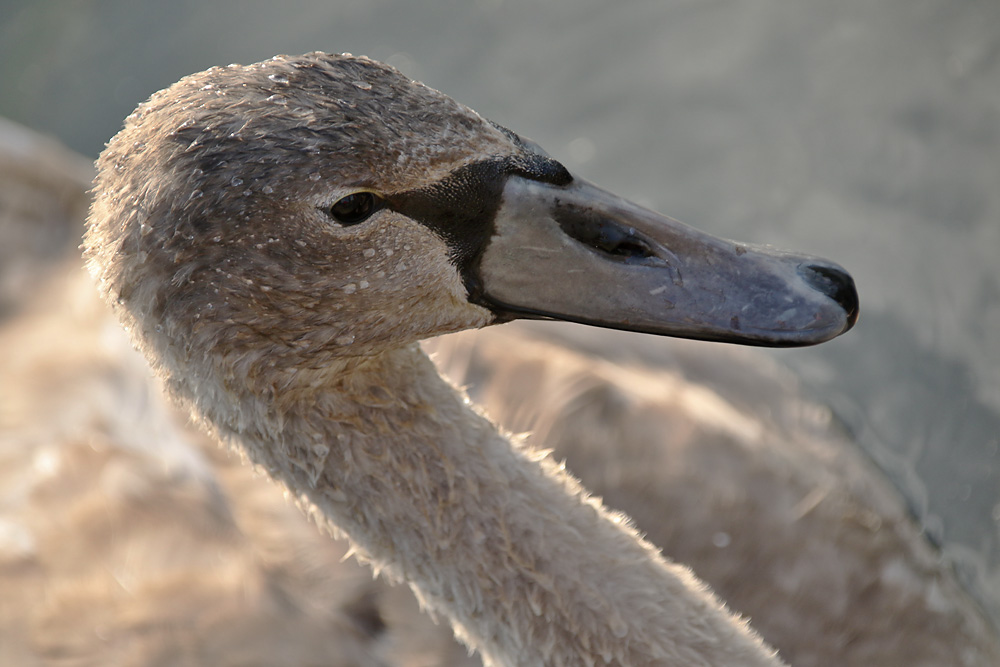 Portrait von einem jungen Höckerschwan