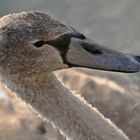 Portrait von einem jungen Höckerschwan