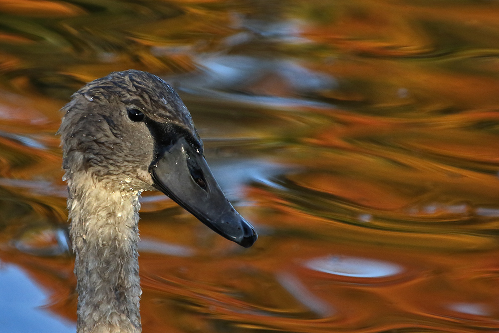 Portrait von einem Jungschwan