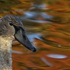 Portrait von einem Jungschwan