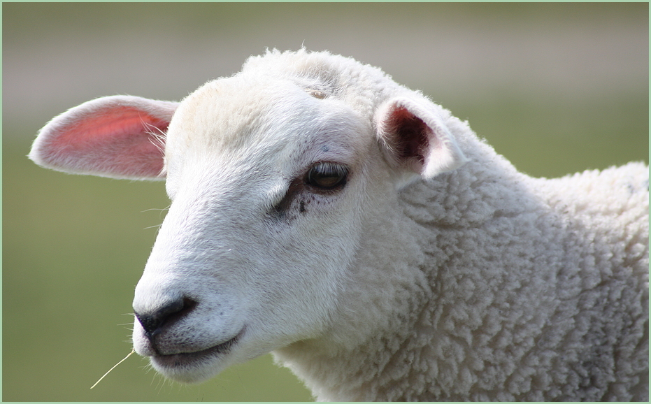 Portrait von einem kleinen Lamm