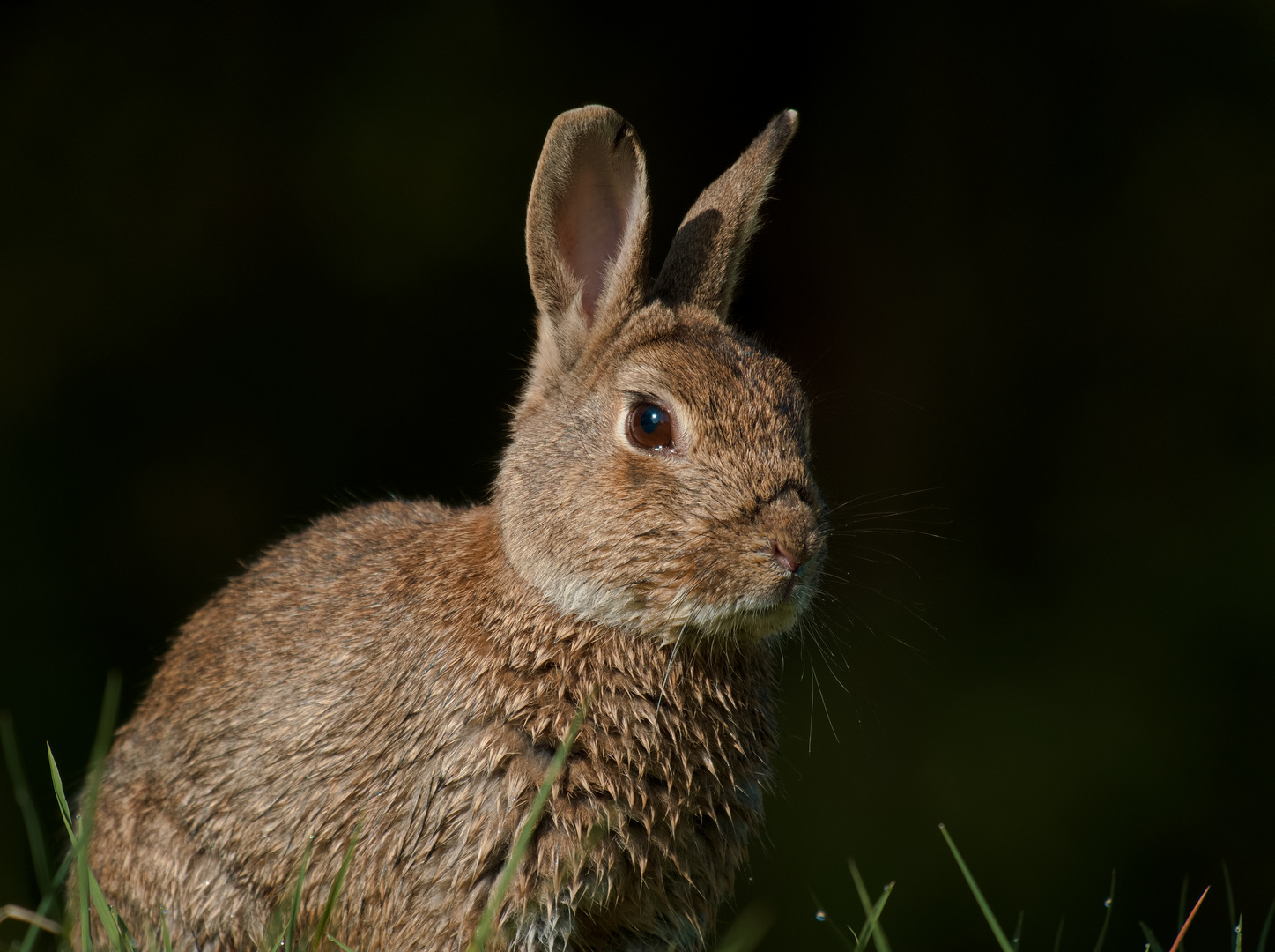 Portrait von einem Oryctolagus........