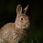 Portrait von einem Oryctolagus........