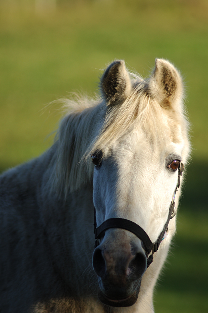 Portrait von einem Pferd in Hembergen, 10/2011