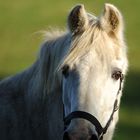 Portrait von einem Pferd in Hembergen, 10/2011