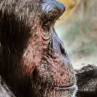 Portrait von einem Schimpansen