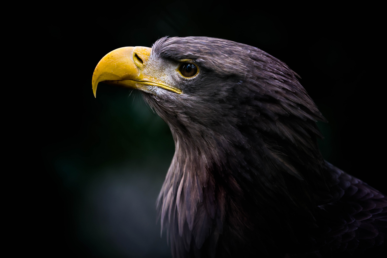 Portrait von einem Seeadler