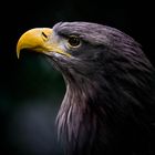 Portrait von einem Seeadler