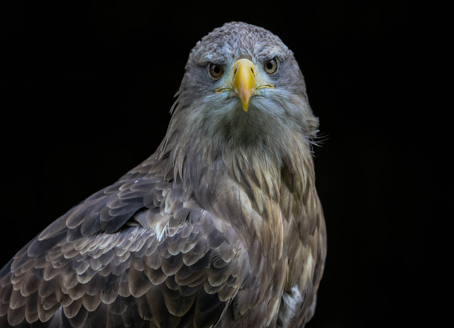 Portrait von einem Seeadler