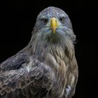 Portrait von einem Seeadler